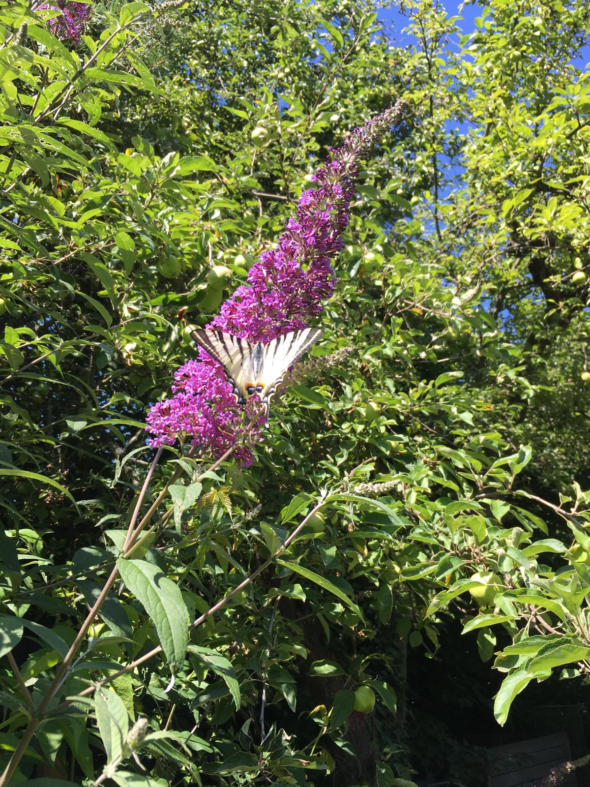 Garten 8 – Schwimmteichs